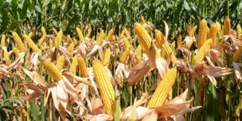 خدمة وزراعة الذرة الشامية  فى الأراضى الجديدة