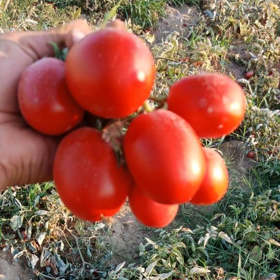 هجين طماطم 007 077 Tomato hybrid