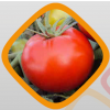 طماطم راما 777
