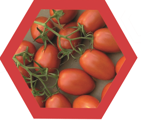 هجين طماطم B23