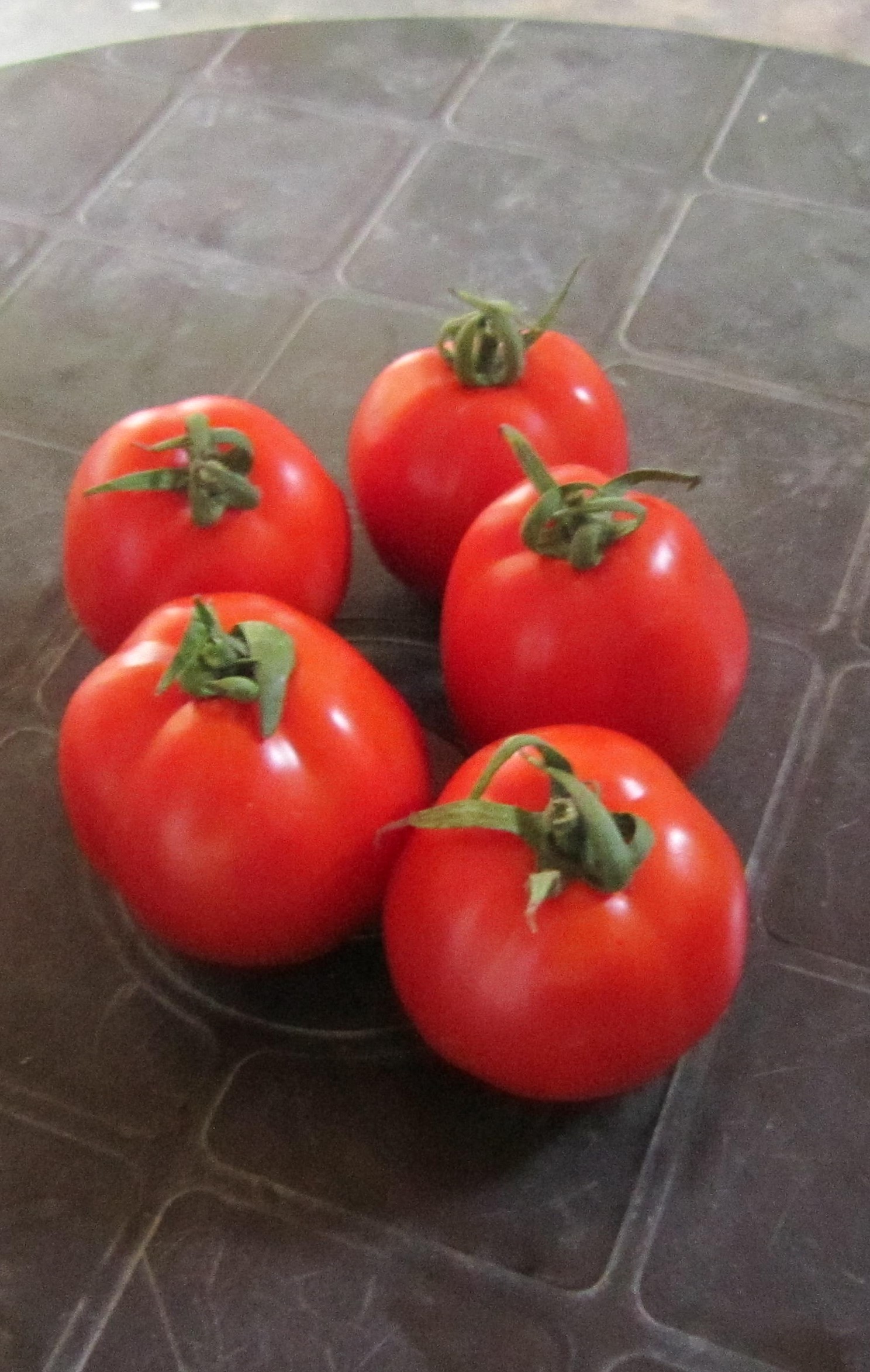 هجين طماطم نوارة 206 Hybrid Nawara tomato 206