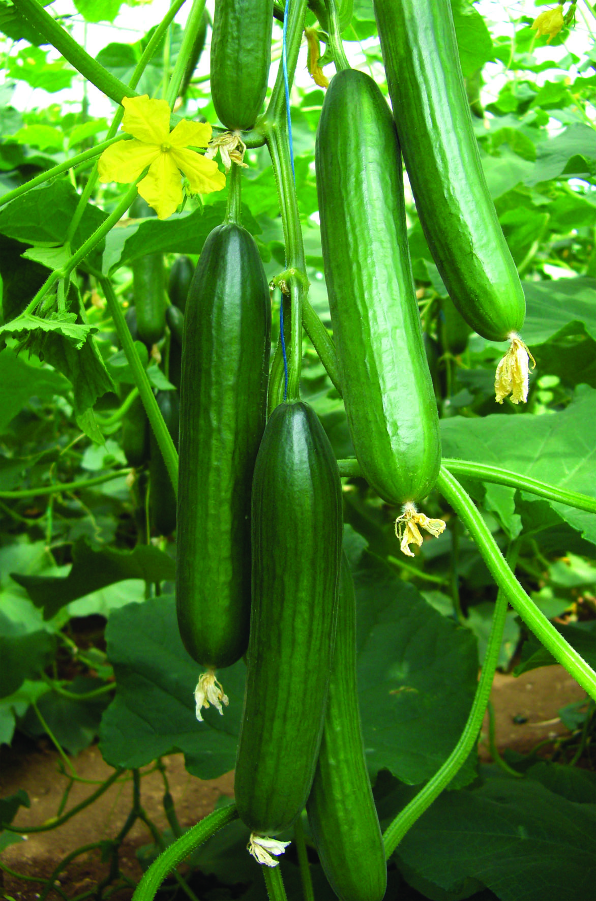 هجين خيار صوب " فرست  "  Cucumber hybrid towards "First"