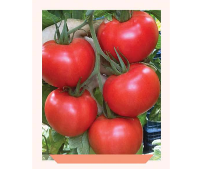 طماطم سلكية تويلا 955