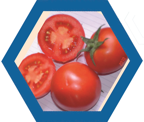 طماطم نادين 11