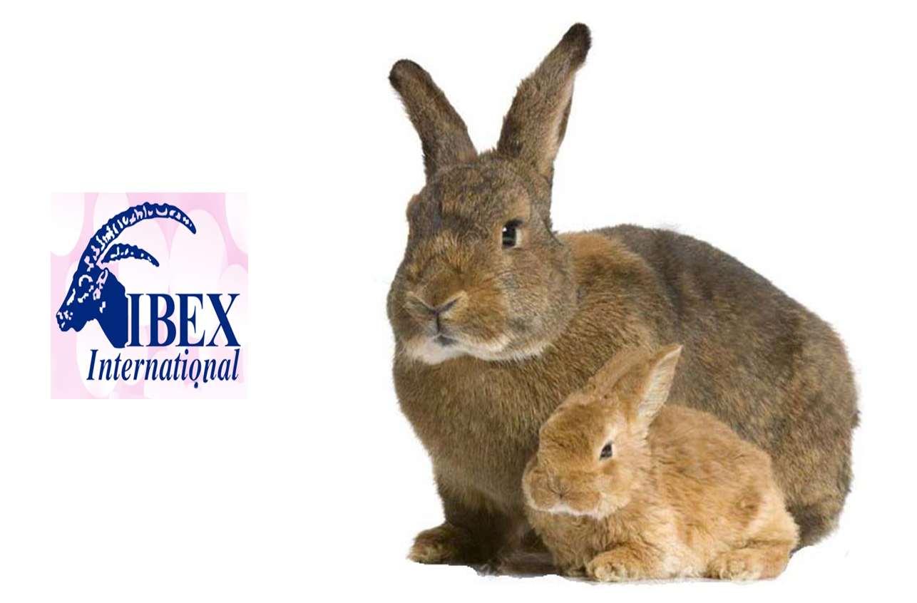 علف أرانب مرضعات (18% بروتين ) ibex 5
