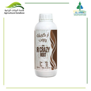 أر كريزي رووت