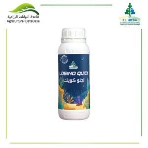 هضبة لجنو كويك