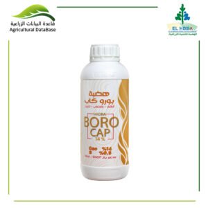 هضبة بوروكاب