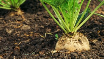 1539169033_995_159337_sugarbeet1000x480