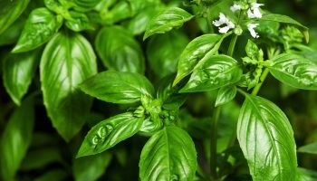 health-benefits-of-basil